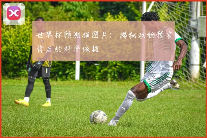 世界杯预测猫图片：揭秘动物预言背后的科学依据
